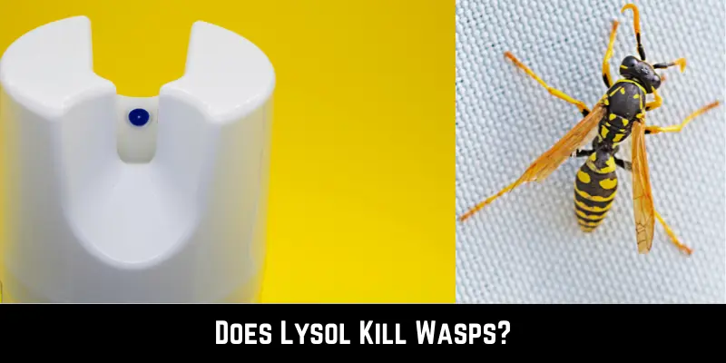 Does Lysol Kill Wasps