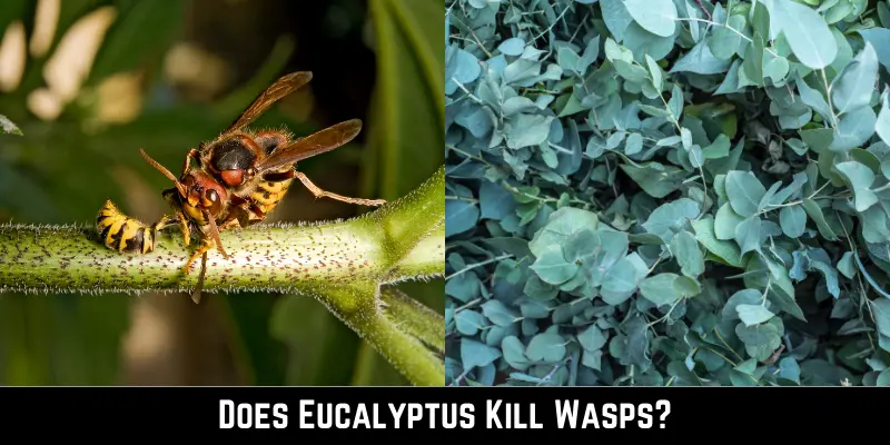 Eucalyptus Kill Wasps