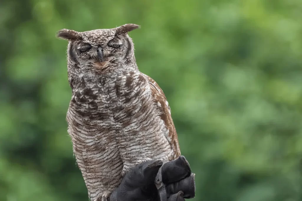 Great-Horned-Owl-Bubo-virginianus