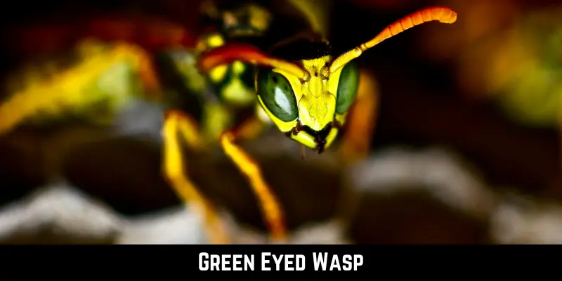 Green Eyed Wasp