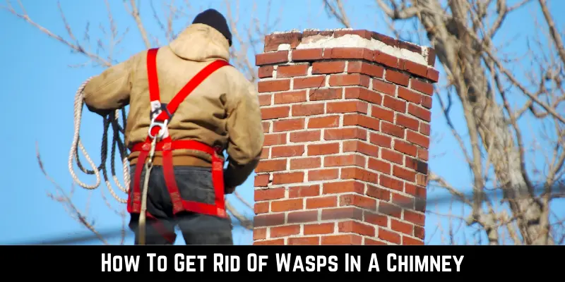 How To Get Rid Of Wasps In A Chimney