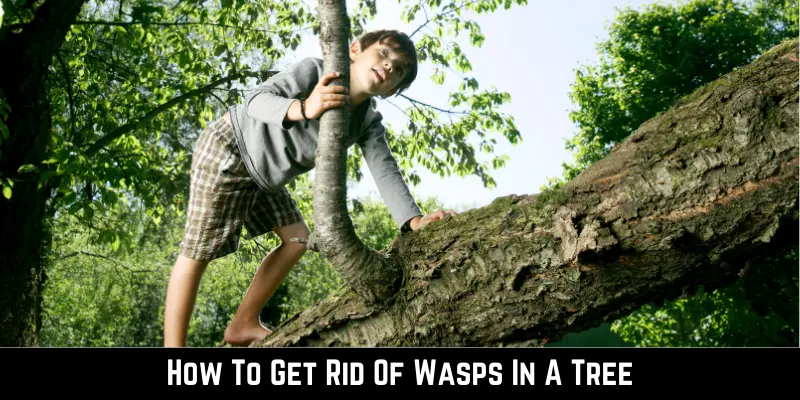 How To Get Rid Of Wasps In A Tree