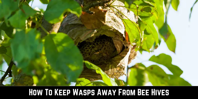 How To Keep Wasps Away From Bee Hives