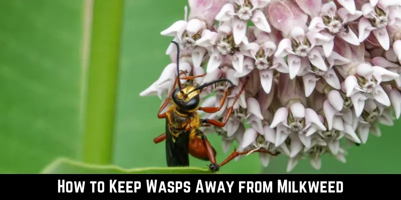 How to Keep Wasps Away from Milkweed