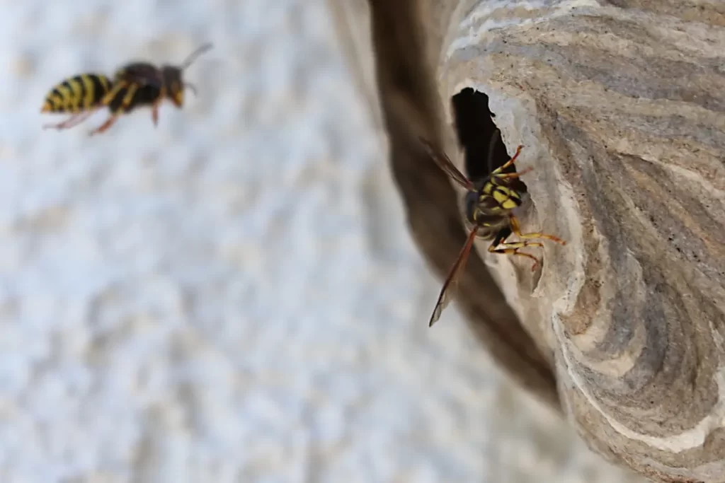 Human Kill by wasp 