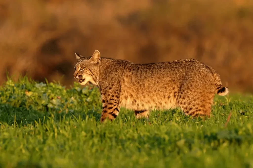 Lynx-rufus-bobcat