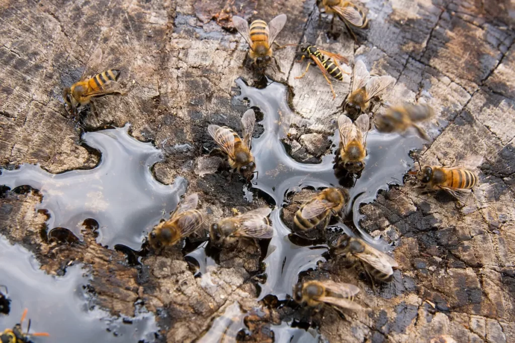 Mexican Honey Wasp Colony