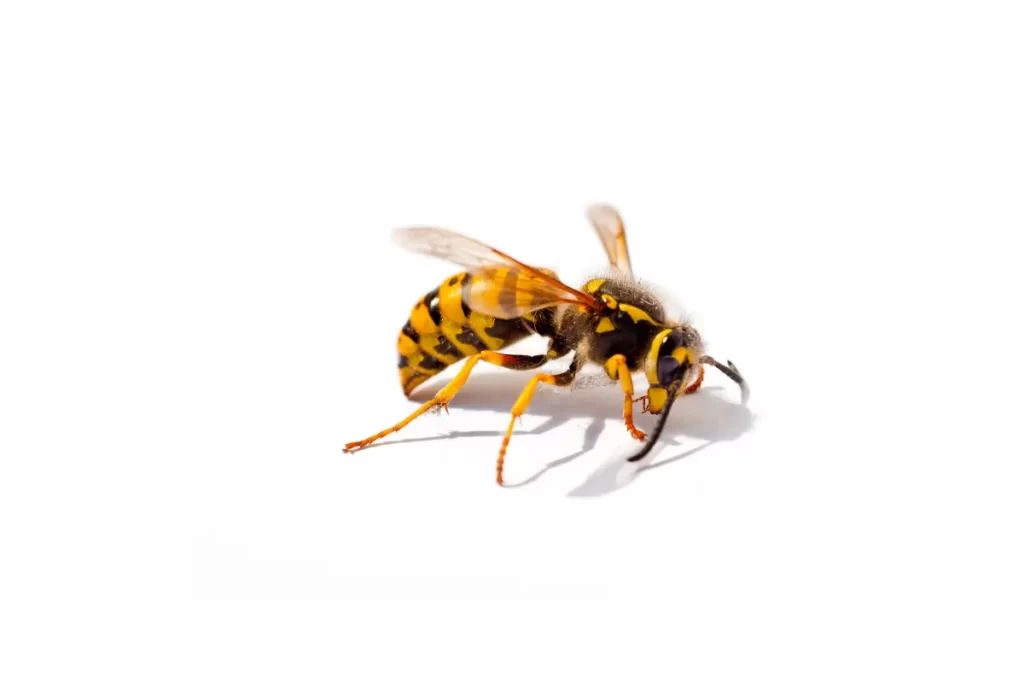 Mexican Honey Wasp Colors