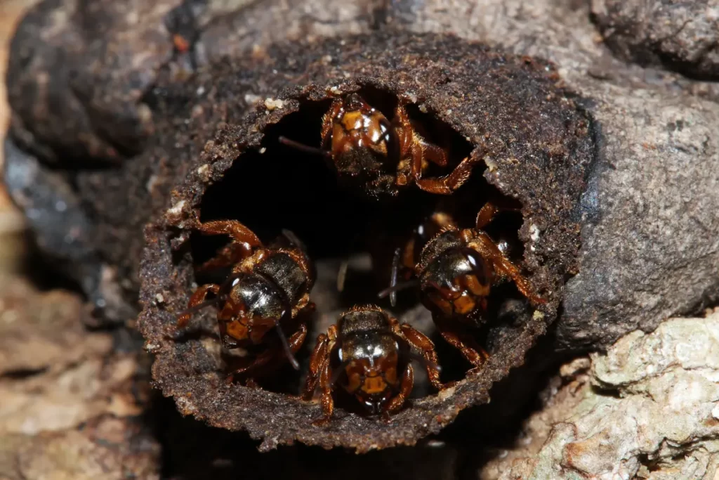 Mexican Honey Wasps 