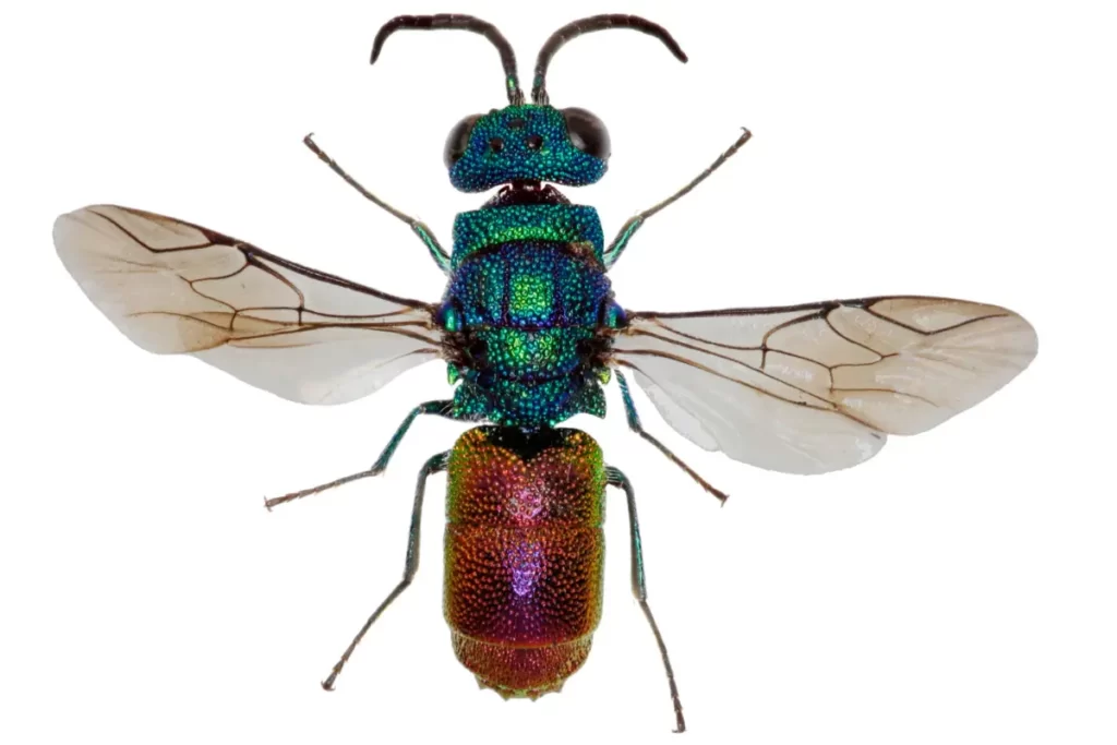 Morphology of Ruby-Tailed Wasps