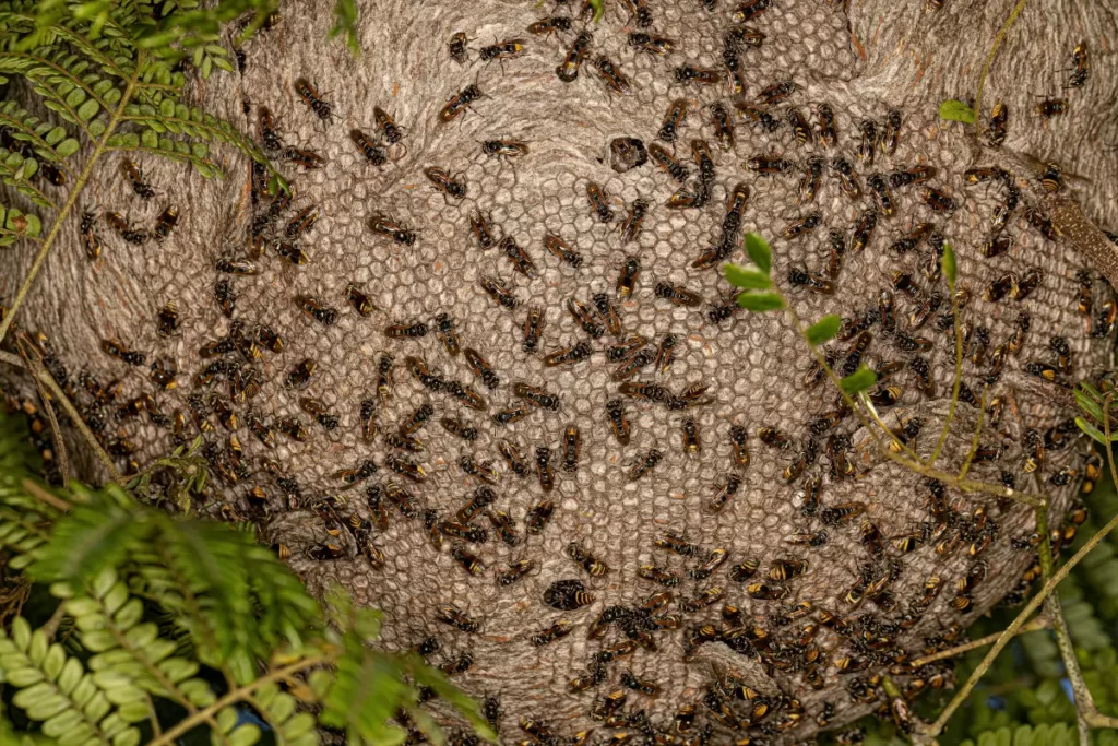 Nests of Mexican Honey Wasps