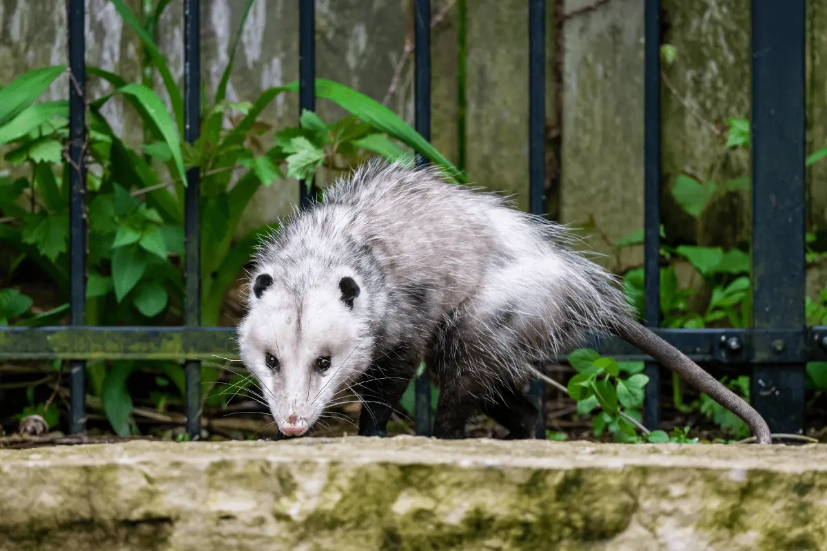 Opossums-Go-During-The-Day
