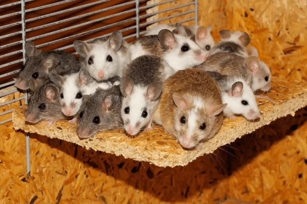 Opossums-Keep-Mice-Away