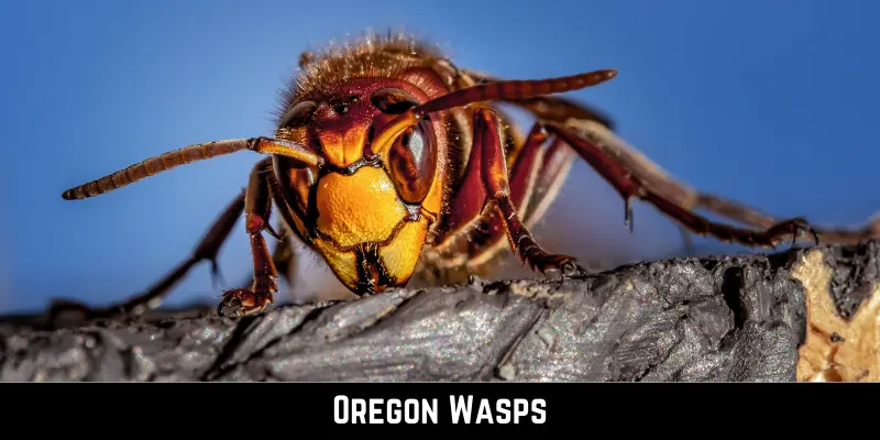 Oregon Wasps