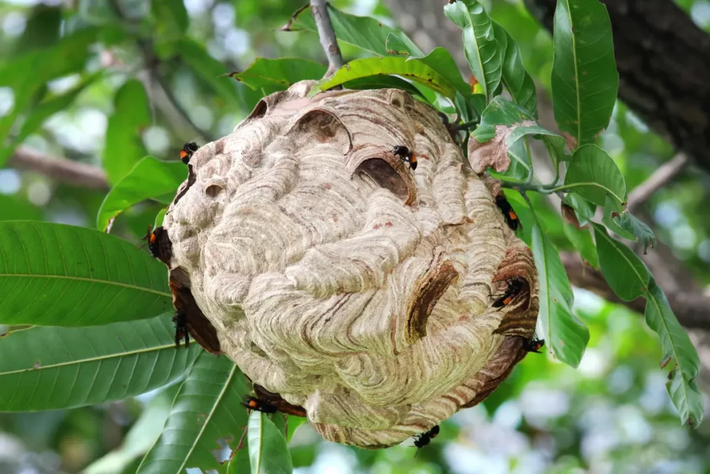 Paper Wasp Nest 