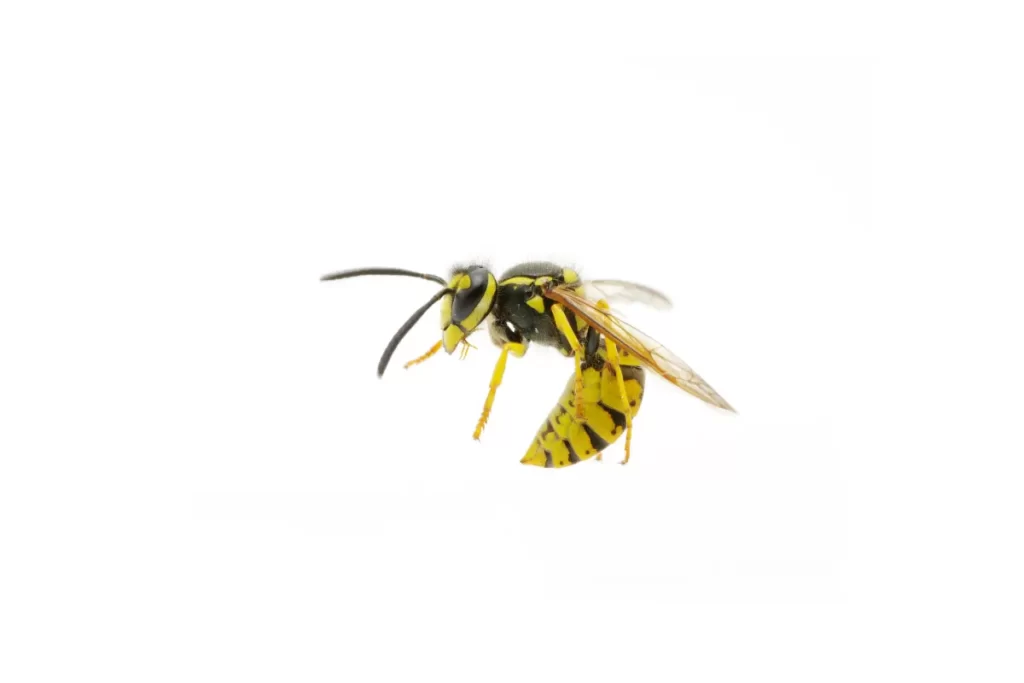 Penetrate Exoskeleton wasps