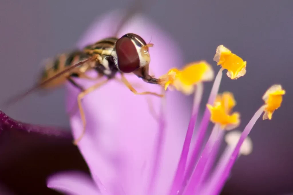Pollination Honey Wasps