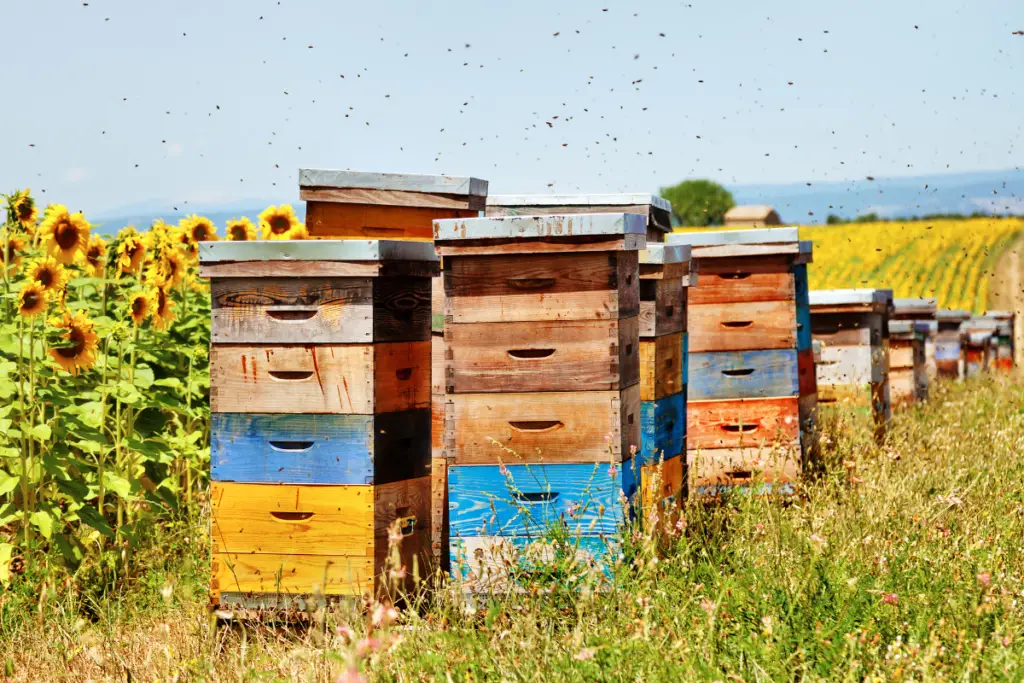 Proper bee Hive Management
