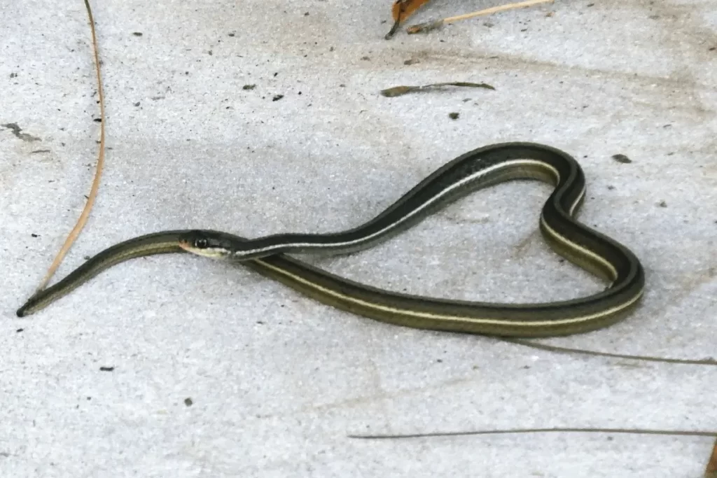 Ribbon-Snake-Thamnophis-sauritus