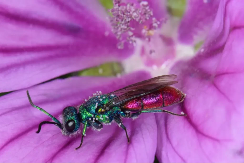 Ruby tailed wasps pollination