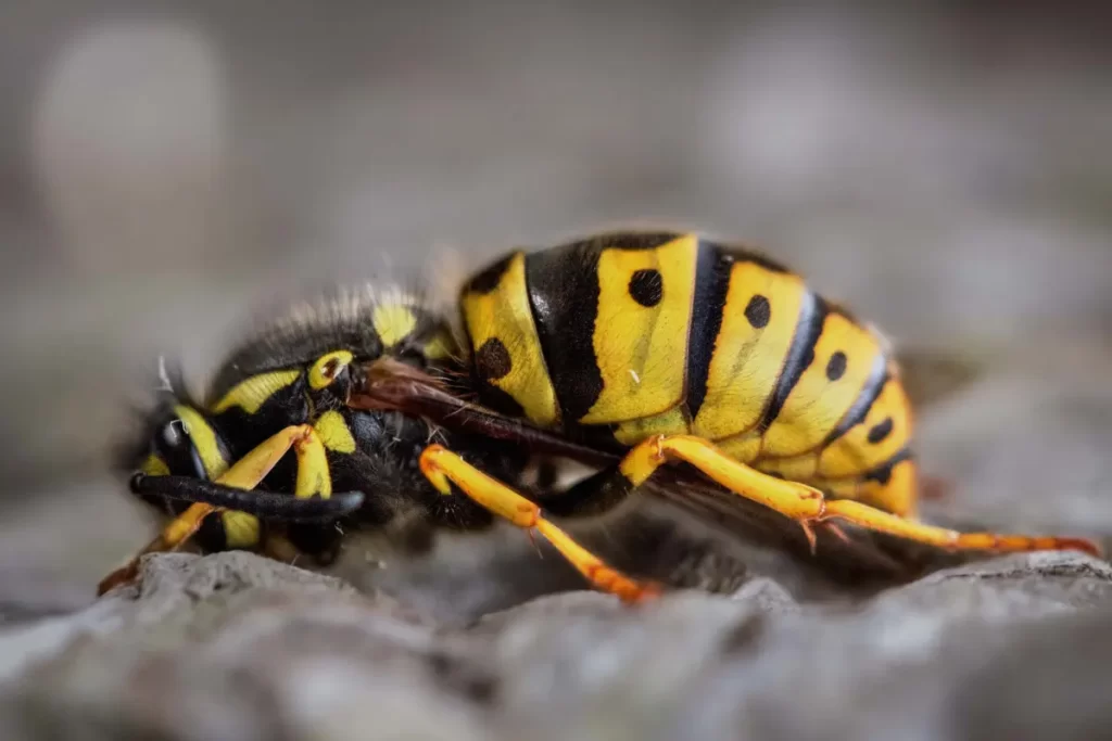Southern Yellow Jacket Wasps 
