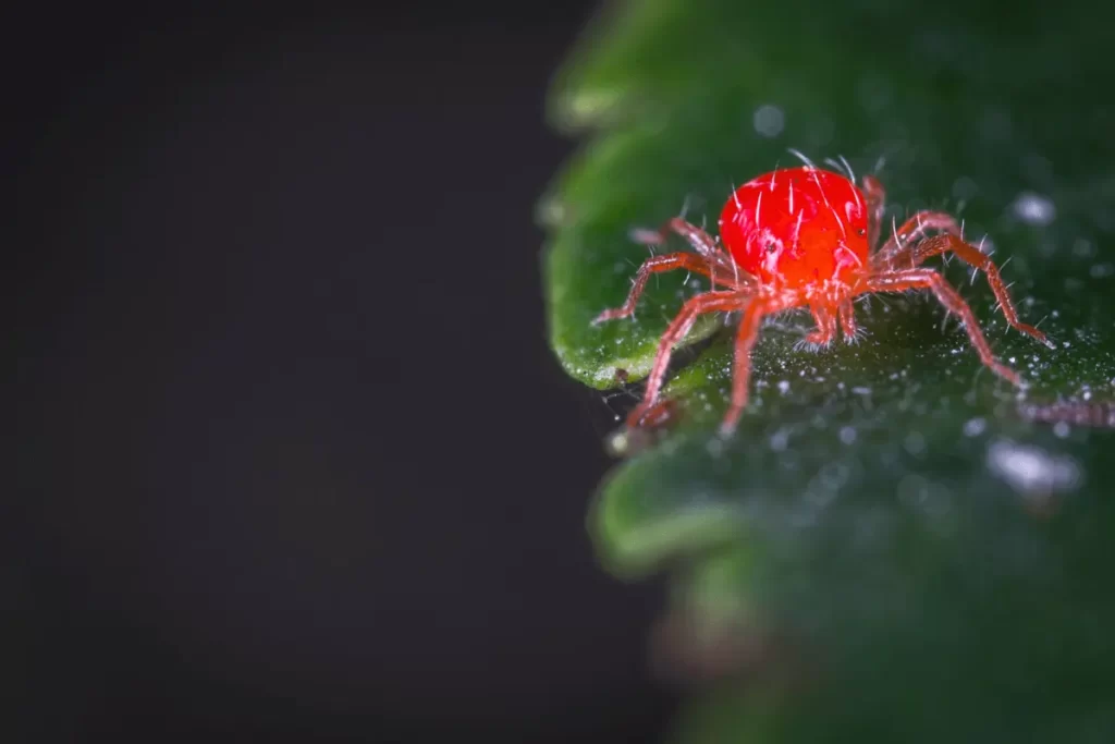 Spider-Mites-Identification