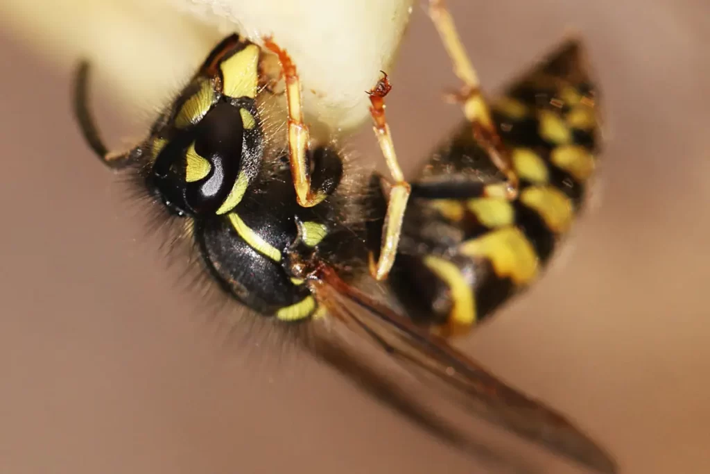 Suffocation wasps