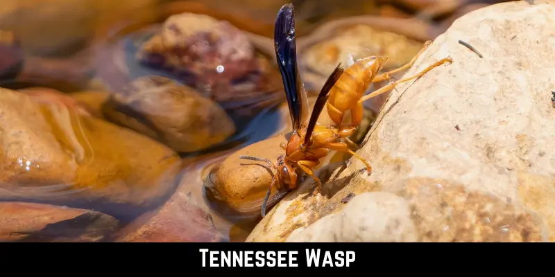 Tennessee Wasp