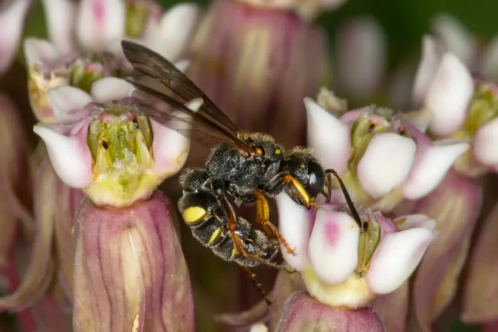 Understanding Wasps Around Milkweeds