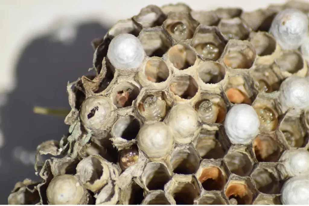 Wasp Nest 