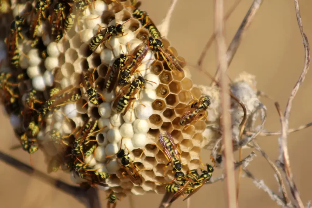 Wasps Attack Bee Hives