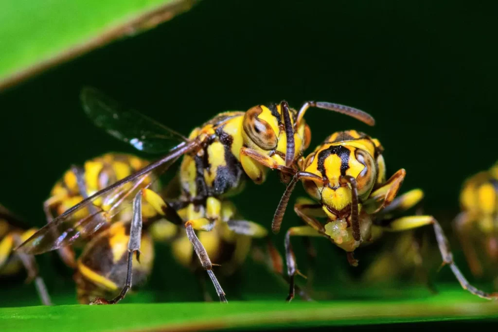 Wasps Different Types and Their Behaviors