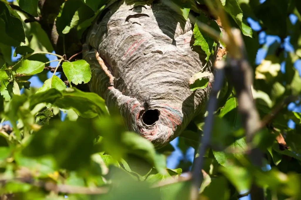Wasps Live In Trees