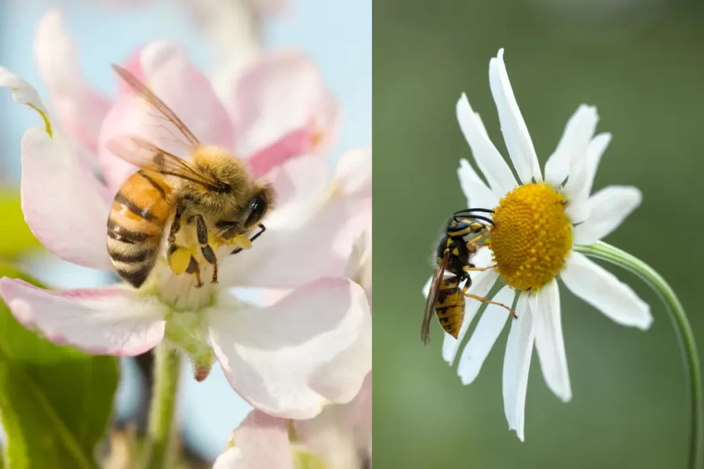 Western Honey Bee VS Honey Wasps