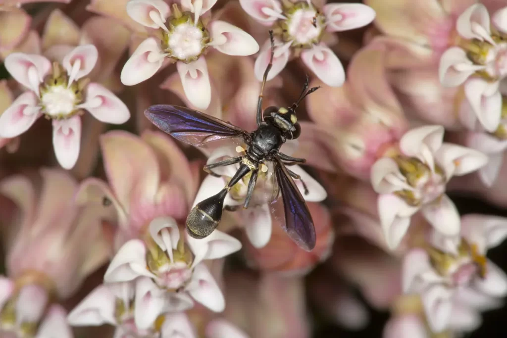 How to Keep Wasps Away from Milkweed