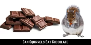 Can Squirrels Eat Chocolate