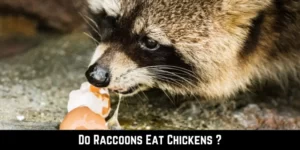 Do Raccoons Eat Chickens