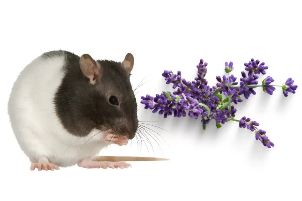 Why Do rats Not Like Lavender?