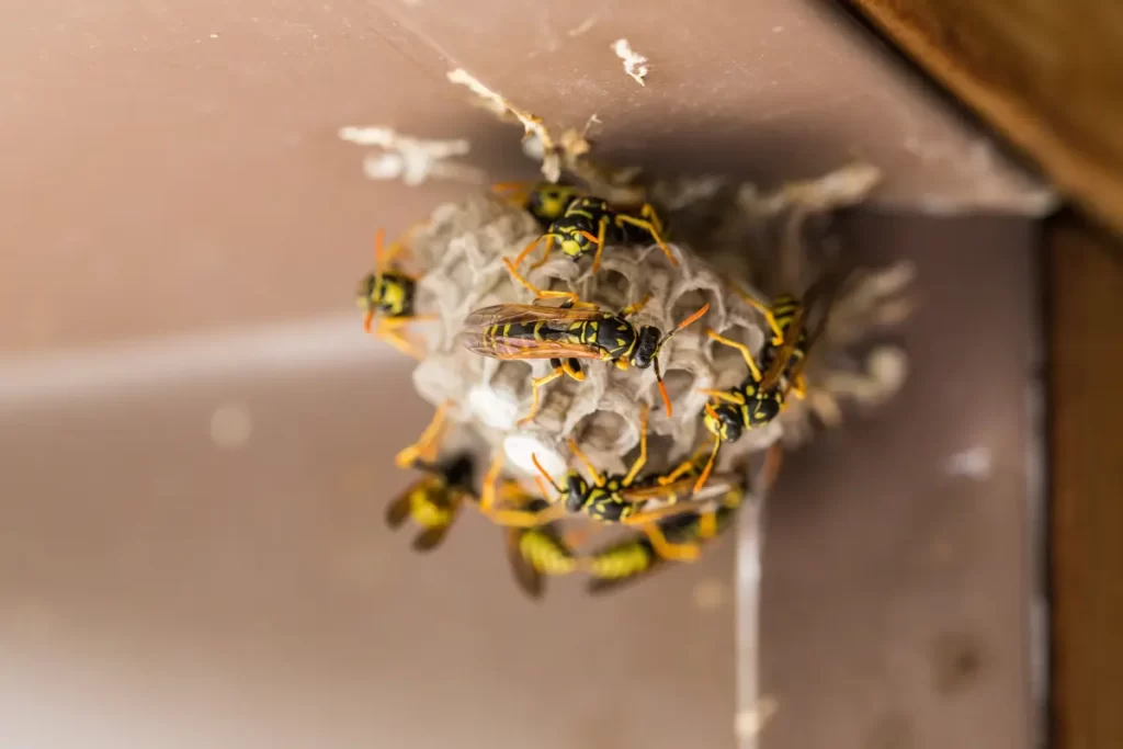 Do Wasps Make Nests In Garages
