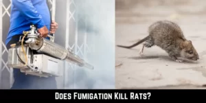 Does Fumigation Kill Rats