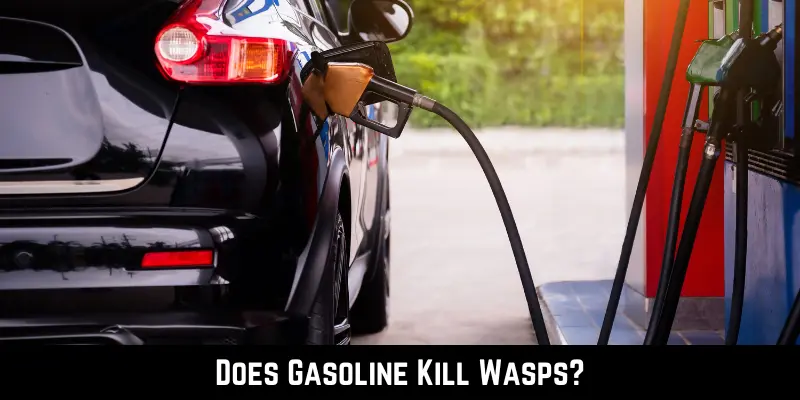 Does Gasoline Kill Wasps