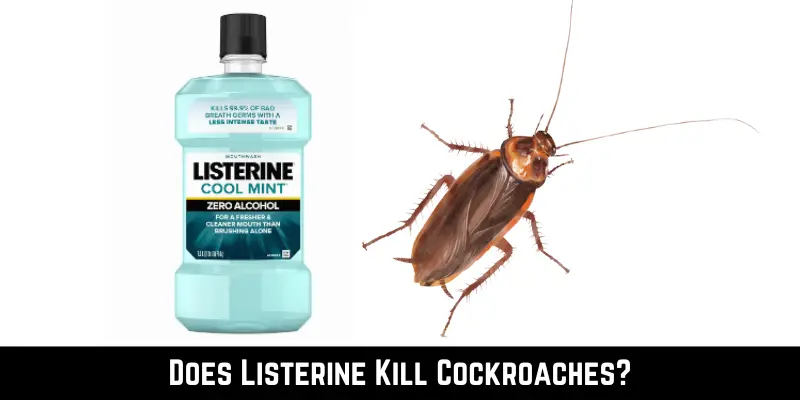 Does Listerine Kill Cockroaches