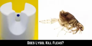 Does Lysol Kill Fleas