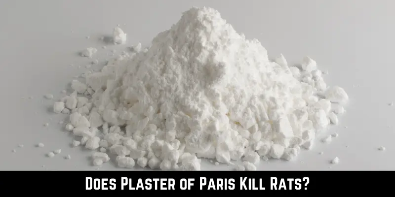 Does Plaster of Paris Kill Rats