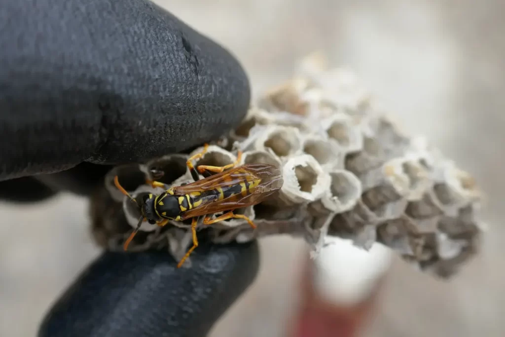 Features of a Wasp Nest