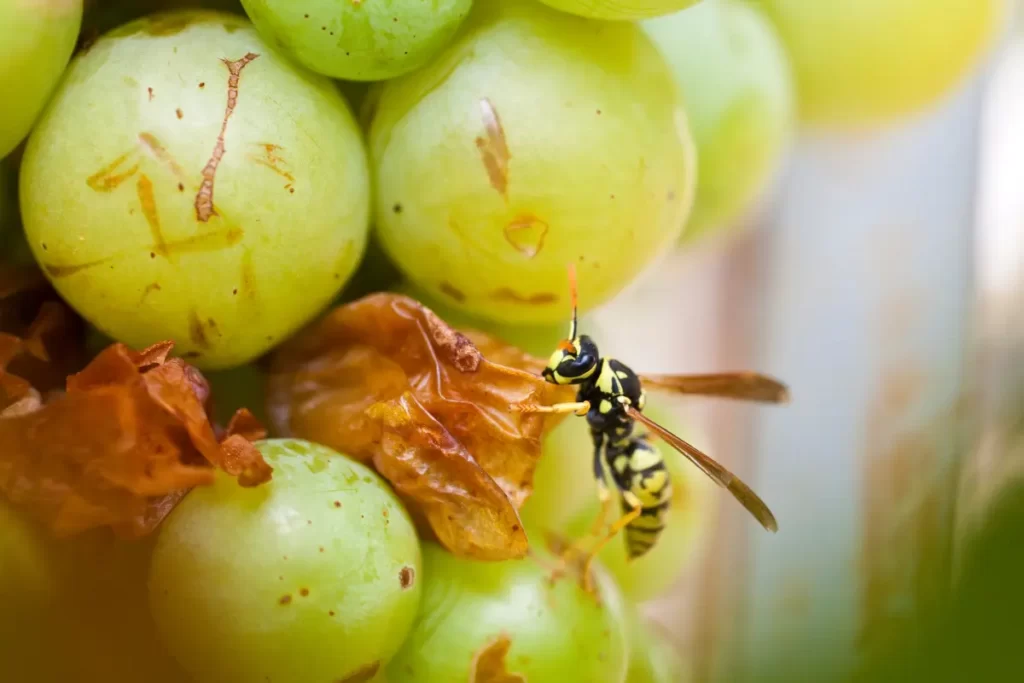 How Can You Frighten Wasps Away from Grapes