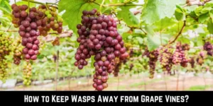 How to Keep Wasps Away from Grape Vines