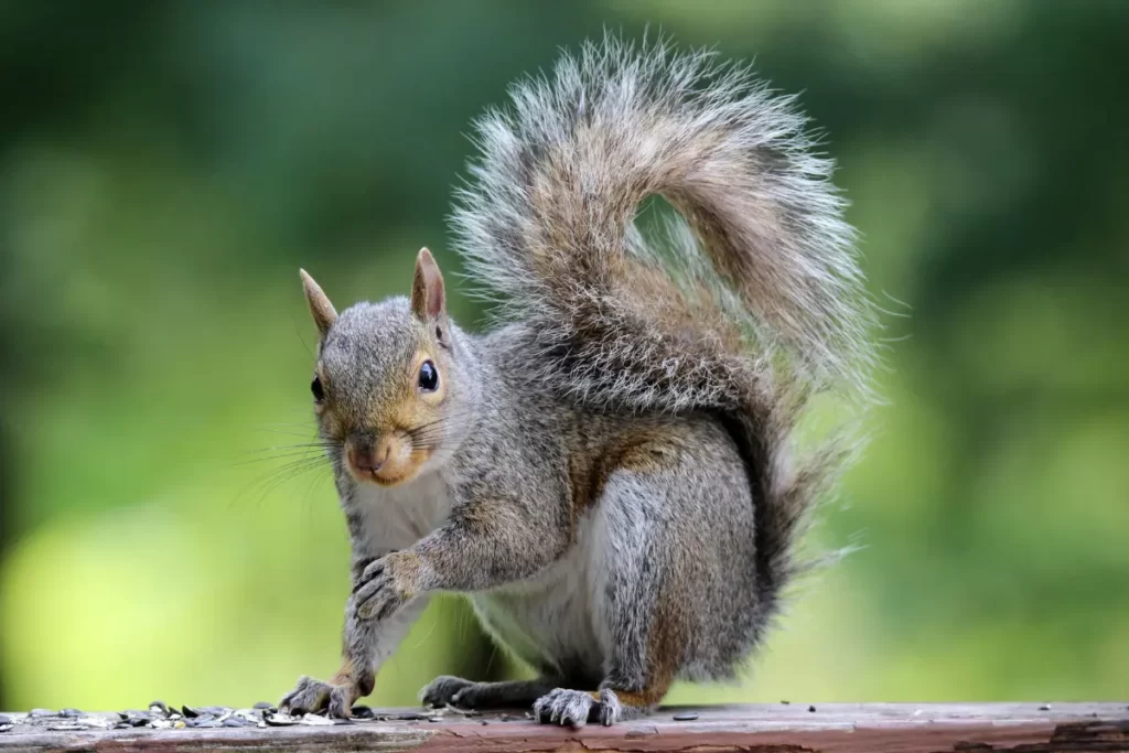 Squirrels' Dietary Habits