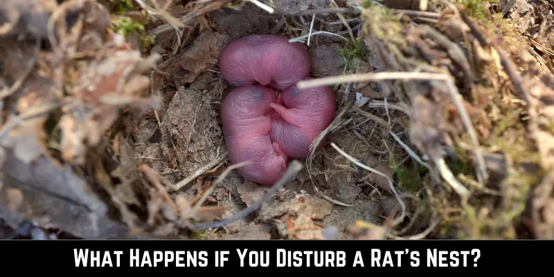What Happens if You Disturb a Rat's Nest