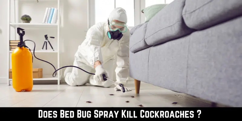 Does Bed Bug Spray Kill Cockroaches